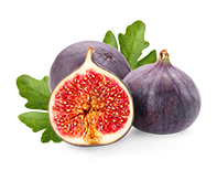 Fig